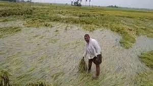 MP Bommai writes to CM seeking maize purchase and crop compensation MP Bommai writes to CM seeking maize purchase and crop compensation