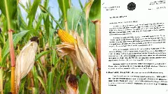 CM Siddaramaiah Writes to PM Modi Sharp Price Crash Pushes Maize and Green Gram