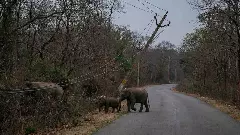 ಬನ್ನೇರುಘಟ್ಟದಲ್ಲಿ 231 ಕಡೆ ವನ್ಯಜೀವಿಗಳ ಸಾವಿನ ಸ್ಪಾಟ್;‌ ರಾಜ್ಯದ ಅರಣ್ಯಗಳಲ್ಲಿ ವಿದ್ಯುದಾಘಾತ ಸ್ಥಳಗಳ ಸಮೀಕ್ಷೆಗೆ ಸಿದ್ಧತೆ