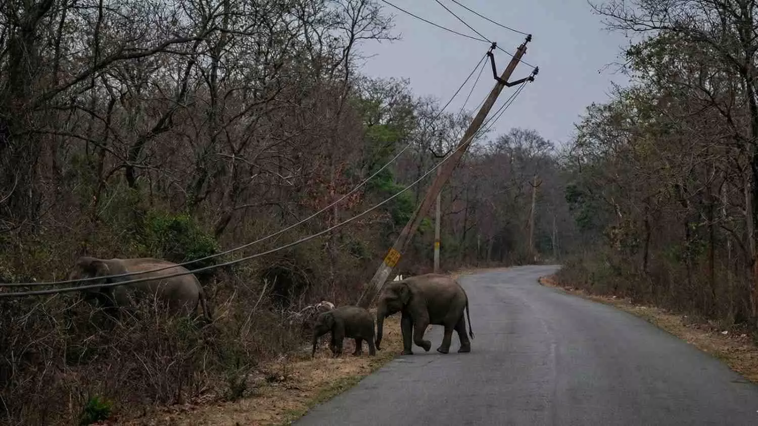 ಬನ್ನೇರುಘಟ್ಟದಲ್ಲಿ 231 ಕಡೆ ವನ್ಯಜೀವಿಗಳ ಸಾವಿನ ಸ್ಪಾಟ್;‌ ರಾಜ್ಯದ ಅರಣ್ಯಗಳಲ್ಲಿ ವಿದ್ಯುದಾಘಾತ ಸ್ಥಳಗಳ ಸಮೀಕ್ಷೆಗೆ ಸಿದ್ಧತೆ