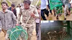 ಹುಣಸೂರು: ತಾಯಿ ಬೆನ್ನಲ್ಲೇ 4 ಹುಲಿ ಮರಿಗಳು ಅರಣ್ಯ ಇಲಾಖೆ ಬಲೆಗೆ; ಗ್ರಾಮಸ್ಥರಲ್ಲಿ ನಿರಾಳ ಭಾವ