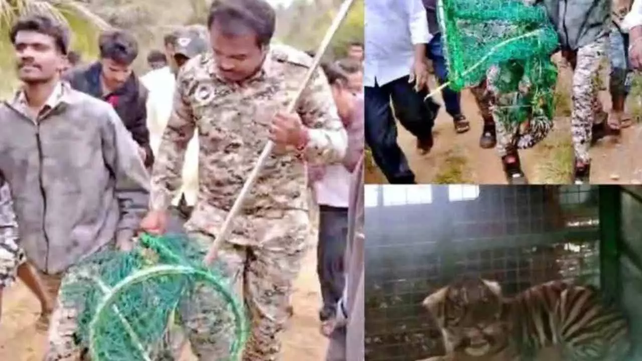 ಹುಣಸೂರು: ತಾಯಿ ಬೆನ್ನಲ್ಲೇ 4 ಹುಲಿ ಮರಿಗಳು ಅರಣ್ಯ ಇಲಾಖೆ ಬಲೆಗೆ; ಗ್ರಾಮಸ್ಥರಲ್ಲಿ ನಿರಾಳ ಭಾವ ಹುಣಸೂರು: ತಾಯಿ ಬೆನ್ನಲ್ಲೇ 4 ಹುಲಿ ಮರಿಗಳು ಅರಣ್ಯ ಇಲಾಖೆ ಬಲೆಗೆ; ಗ್ರಾಮಸ್ಥರಲ್ಲಿ ನಿರಾಳ ಭಾವ