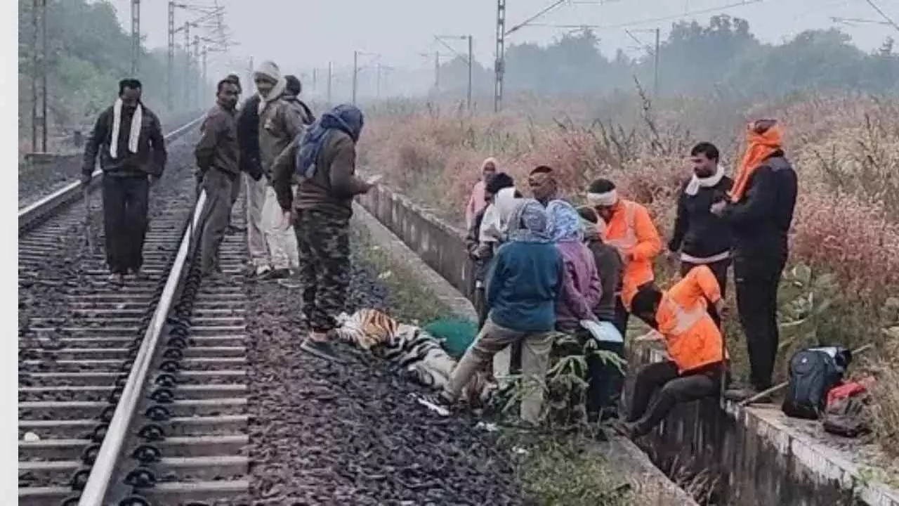 3 ವರ್ಷಗಳಲ್ಲಿ 19 ಹುಲಿ ಸಾವು: ಬಲ್ಹರ್ಷಾ-ಗೊಂಡಿಯಾ ರೈಲು ಮಾರ್ಗವೇ ಹುಲಿಗಳಿಗೆ ಮೃತ್ಯುಪಾಶ