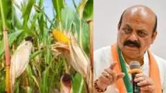 Buy at least one hundred quintals of corn from each farmer; discuss the issue of the U.K. region in the session