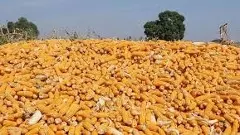 Good news for maize growers; Order to increase purchase quantity from each farmer to 50 quintals