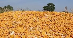 Good news for maize growers; Order to increase purchase quantity from each farmer to 50 quintals Good news for maize growers; Order to increase purchase quantity from each farmer to 50 quintals