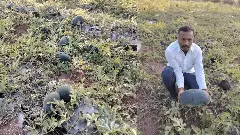 60 ದಿನಗಳಲ್ಲಿ 15 ಲಕ್ಷ ಗಳಿಕೆ: ಕಲ್ಲಂಗಡಿ ಬೆಳೆದು ಯಶಸ್ಸು ಕಂಡ ವಿಜಯಪುರದ ರೈತ!