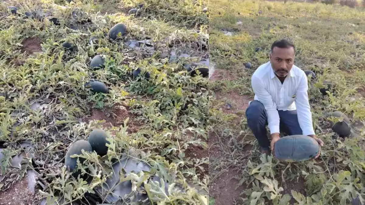 60 ದಿನಗಳಲ್ಲಿ 15 ಲಕ್ಷ ಗಳಿಕೆ: ಕಲ್ಲಂಗಡಿ ಬೆಳೆದು ಯಶಸ್ಸು ಕಂಡ ವಿಜಯಪುರದ ರೈತ! 60 ದಿನಗಳಲ್ಲಿ 15 ಲಕ್ಷ ಗಳಿಕೆ: ಕಲ್ಲಂಗಡಿ ಬೆಳೆದು ಯಶಸ್ಸು ಕಂಡ ವಿಜಯಪುರದ ರೈತ!