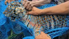 ಮೈಸೂರಿನಲ್ಲಿ ಸೆರೆ ಸಿಕ್ಕಿದ್ದ ನಾಲ್ಕು ಹುಲಿ ಮರಿಗಳು ನಿಗೂಢ ಸಾವು