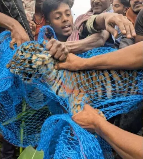 ಮೈಸೂರಿನಲ್ಲಿ ಸೆರೆ ಸಿಕ್ಕಿದ್ದ ನಾಲ್ಕು ಹುಲಿ ಮರಿಗಳು ನಿಗೂಢ ಸಾವು