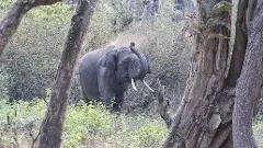 Human-Elephant Conflict| ಪಶ್ಚಿಮ ಘಟ್ಟದ ತಪ್ಪಲಿನ ಸುಳ್ಯದಲ್ಲಿ  ಹೆಚ್ಚಿದ ಕಾಡಾನೆ ಹಾವಳಿ; ಕಂಗೆಟ್ಟ ಹಳ್ಳಿಗರು