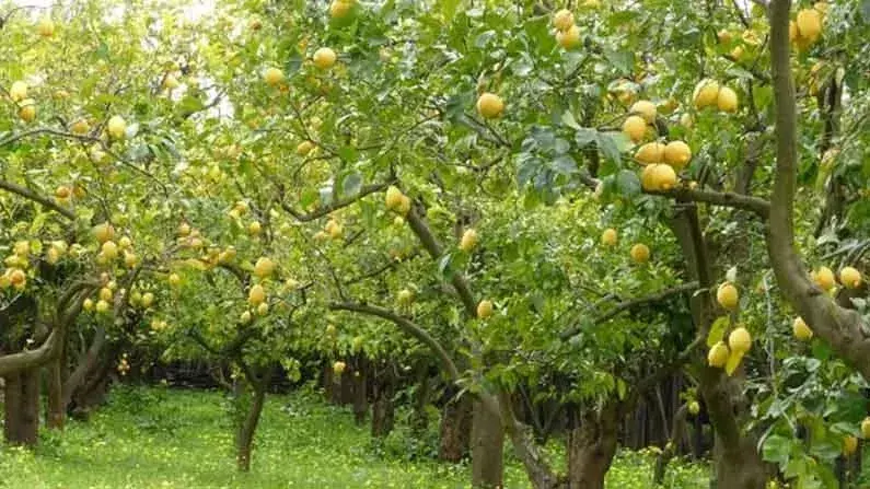 ʼಎಳೆʼನಿಂಬೆ ಅಭಿವೃದ್ಧಿ ಮಂಡಳಿಗೆ ಬೇಕಿದೆ ಆರ್ಥಿಕ ಸ್ವಾವಲಂಬನೆ; ನಿಂಬೆ ತವರಿನಲ್ಲಿ ರೈತರು ಕಂಗಾಲು!