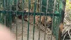 ನಾಯಿ, ಮೇಕೆಗಳನ್ನು ತಿನ್ನುತ್ತಿದ್ದ ಚಿರತೆ ಕೊನೆಗೂ ಬೋನಿಗೆ!