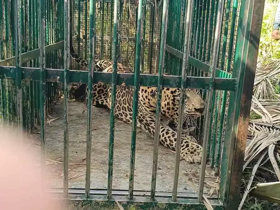 ನಾಯಿ, ಮೇಕೆಗಳನ್ನು ತಿನ್ನುತ್ತಿದ್ದ ಚಿರತೆ ಕೊನೆಗೂ ಬೋನಿಗೆ! ನಾಯಿ, ಮೇಕೆಗಳನ್ನು ತಿನ್ನುತ್ತಿದ್ದ ಚಿರತೆ ಕೊನೆಗೂ ಬೋನಿಗೆ!