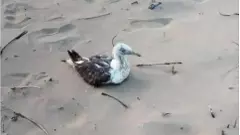 ಕಾರವಾರದ ಕಡಲತೀರದಲ್ಲಿ ಚೀನಾ ಜಿಪಿಎಸ್ ಹೊತ್ತ ಹಕ್ಕಿ ಪ್ರತ್ಯಕ್ಷ; ಗೂಢಚರ್ಯೆಯ ಶಂಕೆ?