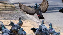 60ಕ್ಕೂ ಹೆಚ್ಚು ರೋಗ ಹರಡುವ ಪಾರಿವಾಳಗಳು! ʼಕಾಳು ಹಾಕಿದರೆʼ ದಂಡ ಖಂಡಿತ!!