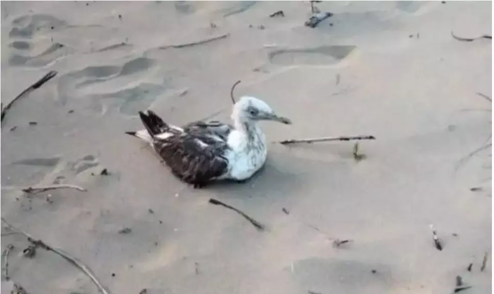 ಕಾರವಾರದ ಕಡಲತೀರದಲ್ಲಿ ಚೀನಾ ಜಿಪಿಎಸ್ ಹೊತ್ತ ಹಕ್ಕಿ ಪ್ರತ್ಯಕ್ಷ; ಗೂಢಚರ್ಯೆಯ ಶಂಕೆ? ಕಾರವಾರದ ಕಡಲತೀರದಲ್ಲಿ ಚೀನಾ ಜಿಪಿಎಸ್ ಹೊತ್ತ ಹಕ್ಕಿ ಪ್ರತ್ಯಕ್ಷ; ಗೂಢಚರ್ಯೆಯ ಶಂಕೆ?