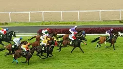 Bengaluru Turf Club horses are at risk of glanders infection; race fans are worried