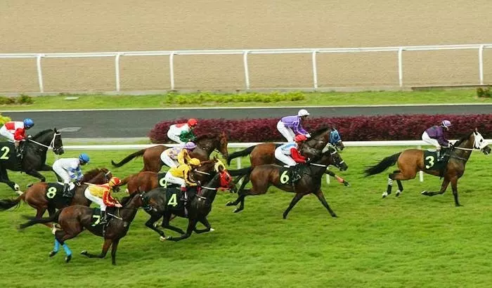 Bengaluru Turf Club horses are at risk of glanders infection; race fans are worried Bengaluru Turf Club horses are at risk of glanders infection; race fans are worried