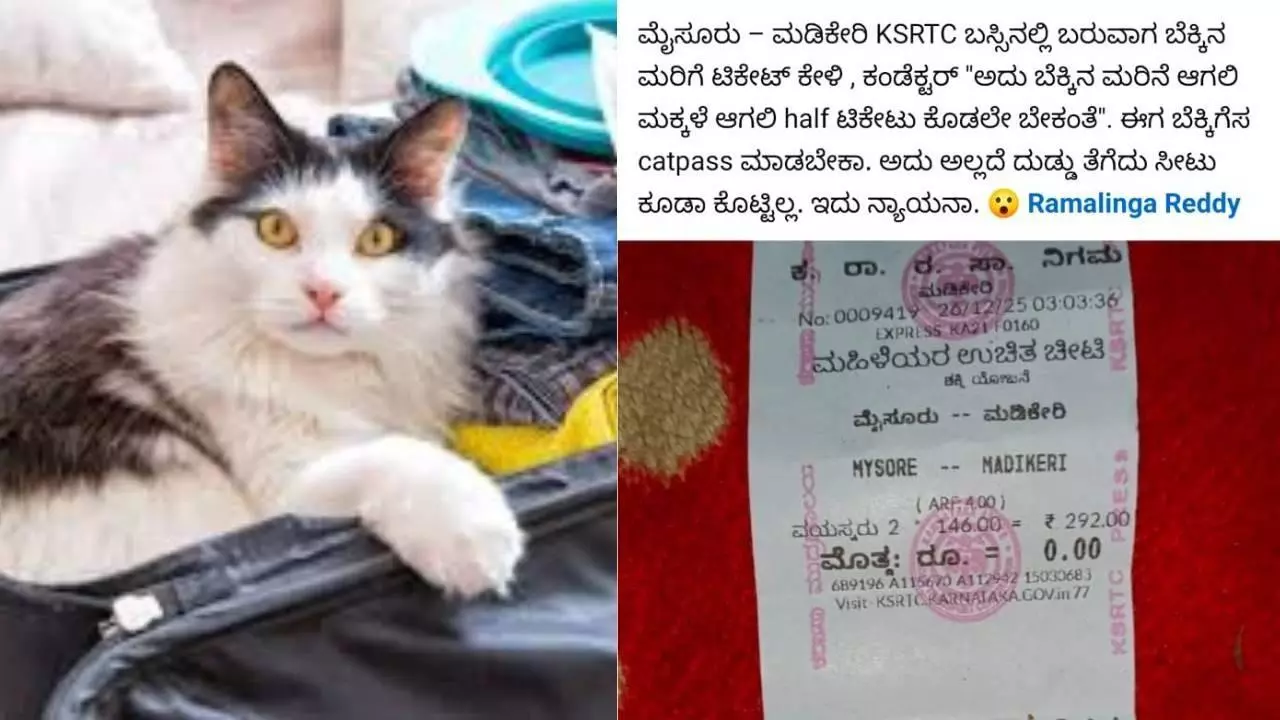 Conductor who wouldnt let go despite being told to man: Woman gets free ride on KSRTC bus; half ticket for kitten!