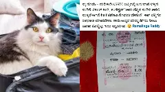 Conductor who wouldnt let go despite being told to man: Woman gets free ride on KSRTC bus; half ticket for kitten!
