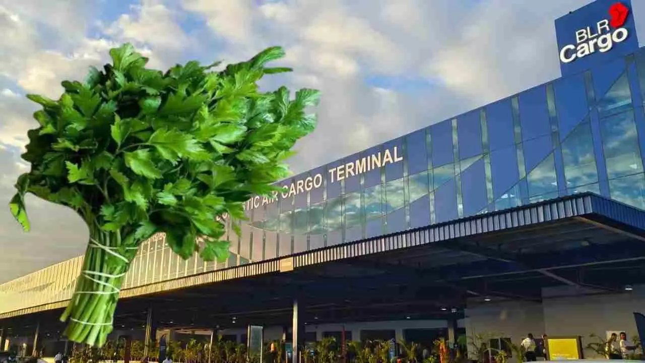 ಬೆಂಗಳೂರು ಏರ್​ಪೋರ್ಟ್​ ಮೂಲಕ ದೇಶದ ಮೂಲೆ ಮೂಲೆಗೆ ಹಾರುತ್ತಿದೆ ಕರುನಾಡ ‘ಕೊತ್ತಂಬರಿ ಸೊಪ್ಪು’