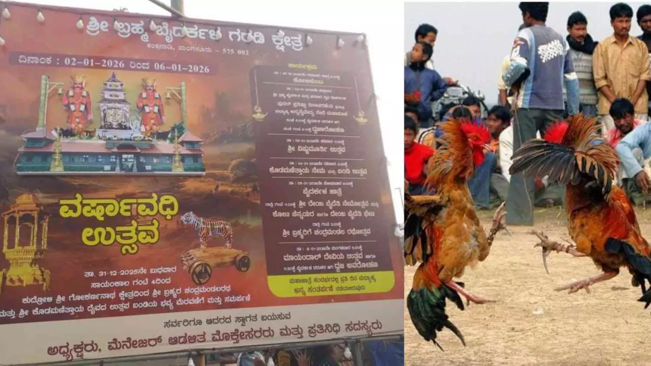 ಕೋಟಿ-ಚೆನ್ನಯರ ಗರಡಿ ಜಾತ್ರೆ: ಐತಿಹಾಸಿಕ ಕೋಳಿ ಅಂಕಕ್ಕೆ ತ.ನಾಡಿನ ಫೈಟರ್‌ ಕೋಳಿ! ಆದರೆ....