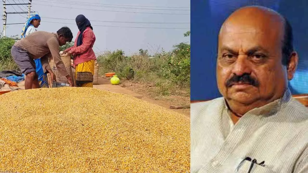 Give incentives to maize farmers soon and crack down on brokers: MP Bommai