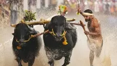 DCM DKshi participates in Ullals historic Naringana Kambala: Appreciation for Tulunadu culture