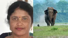 ಸಕಲೇಶಪುರ| ಕಾಡಾನೆ ದಾಳಿಗೆ ಕಾಫಿ ತೋಟದ ಕಾರ್ಮಿಕ ಮಹಿಳೆ ಬಲಿ