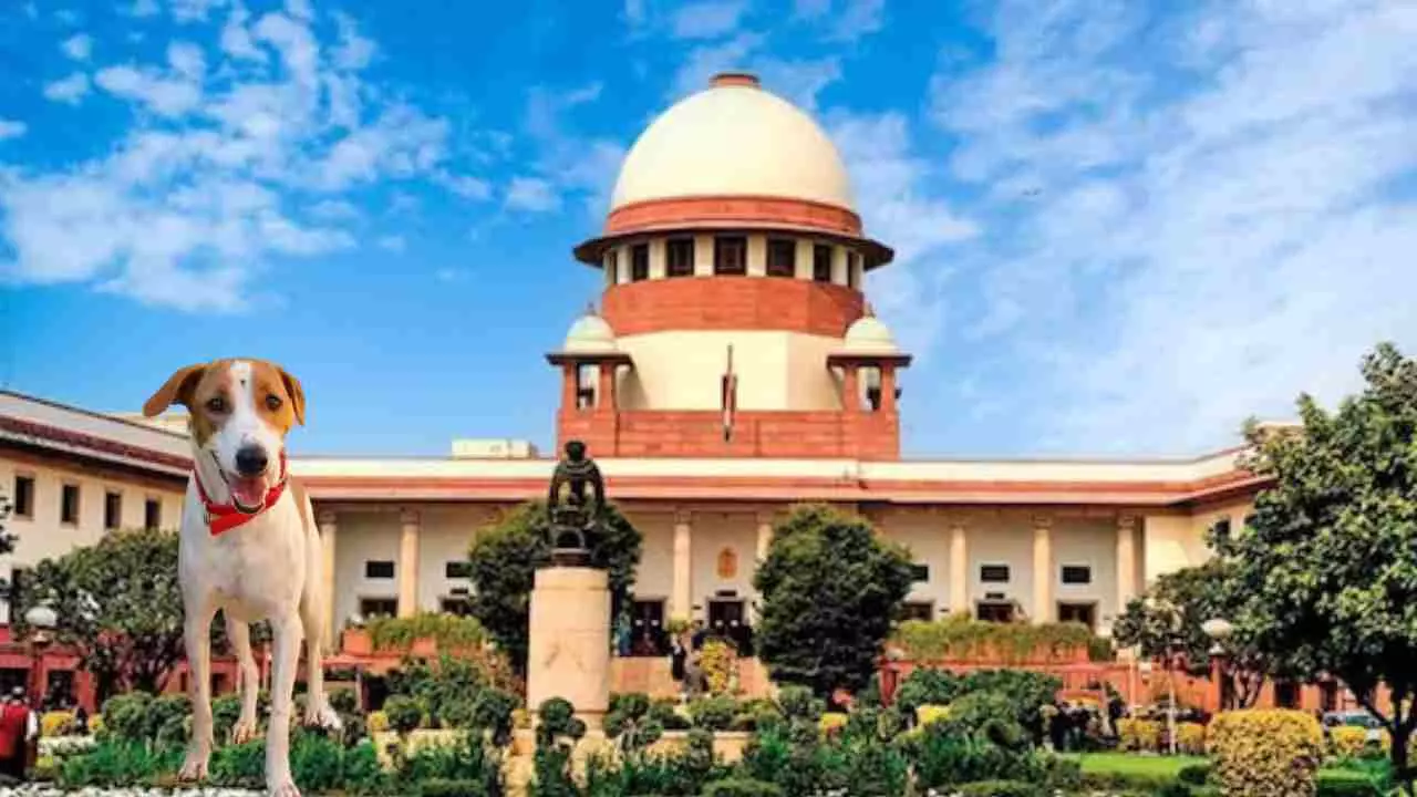 ಬೀದಿ ನಾಯಿ ಕಚ್ಚಿದರೆ ಸರ್ಕಾರವೇ ನೀಡಬೇಕು ಪರಿಹಾರ; ನಾಯಿ ಪ್ರಿಯರಿಗೂ ಸುಪ್ರೀಂ ಖಡಕ್ ಎಚ್ಚರಿಕೆ ಬೀದಿ ನಾಯಿ ಕಚ್ಚಿದರೆ ಸರ್ಕಾರವೇ ನೀಡಬೇಕು ಪರಿಹಾರ; ನಾಯಿ ಪ್ರಿಯರಿಗೂ ಸುಪ್ರೀಂ ಖಡಕ್ ಎಚ್ಚರಿಕೆ