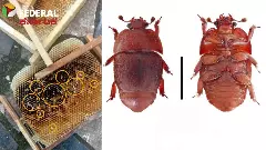 ಜೇನುಕೃಷಿಗೆ ʻಸ್ಮಾಲ್ ಹೈವ್ ಬೀಟಲ್ʼ ಹೊಸಕೀಟದ ಕಾಟ; ಸಂಕಷ್ಟದಲ್ಲಿ ಜೇನು ಕೃಷಿಕರು