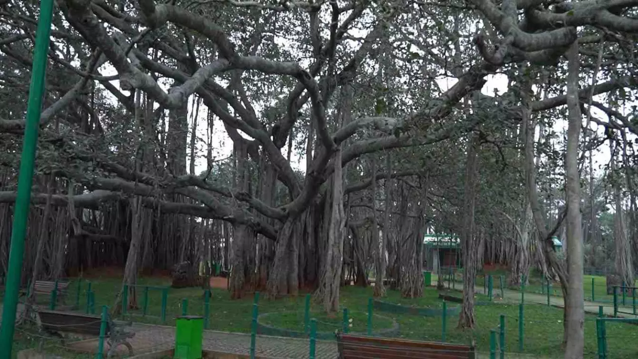 Ground Report Part-5| ಬಂಡೆ ಸ್ಫೋಟದಿಂದ ದೊಡ್ಡ ಆಲದ ಮರಕ್ಕೆ ಕುತ್ತು ; ಪ್ರವಾಸಿ ತಾಣದಲ್ಲಿ ಧೂಳಿನದ್ದೇ ಕರಾಮತ್ತು