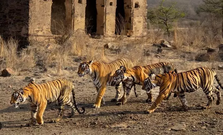 Five tigers enter Telangana from Maharashtra: Kaval Sanctuary under close watch