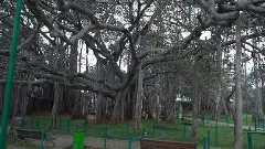 Ground Report Part-5| ಬಂಡೆ ಸ್ಫೋಟದಿಂದ ದೊಡ್ಡ ಆಲದ ಮರಕ್ಕೆ ಕುತ್ತು ; ಪ್ರವಾಸಿ ತಾಣದಲ್ಲಿ ಧೂಳಿನದ್ದೇ ಕರಾಮತ್ತು