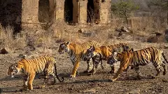 Five tigers enter Telangana from Maharashtra: Kaval Sanctuary under close watch