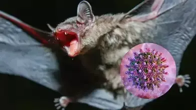 ನಿಫಾ ವೈರಸ್|ಕರ್ನಾಟಕದ ಈ ಗಡಿ ಜಿಲ್ಲೆಗಳಲ್ಲಿ ಮುನ್ನಚ್ಚರಿಕೆ