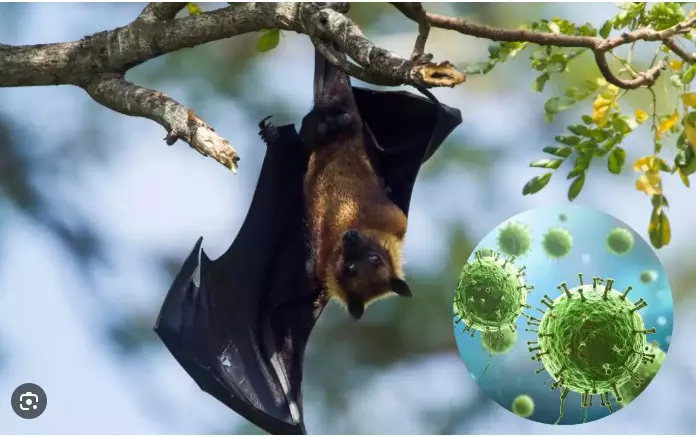 ದೇಶದಲ್ಲಿ ಮತ್ತೆ ನಿಫಾ ವೈರಸ್ ಆತಂಕ! ಪಶ್ಚಿಮ ಬಂಗಾಳದಲ್ಲಿ 100 ಜನ ಕ್ವಾರಂಟೈನ್ ದೇಶದಲ್ಲಿ ಮತ್ತೆ ನಿಫಾ ವೈರಸ್ ಆತಂಕ! ಪಶ್ಚಿಮ ಬಂಗಾಳದಲ್ಲಿ 100 ಜನ ಕ್ವಾರಂಟೈನ್