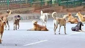 1,200 stray dogs die in a single month in Telangana; Are the dogs victims of election promises?