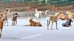 1,200 stray dogs die in a single month in Telangana; Are the dogs victims of election promises?