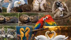 ಸಂಗಾತಿಯ ಸಾವಿನ ನಂತರವೂ ವಿರಹದಲ್ಲೇ ಬದುಕುವ ಅದ್ಭುತ ಜೀವಿಗಳಿವು!