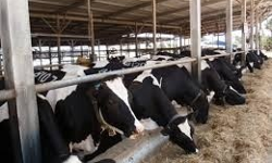 ಹೈನೋದ್ಯಮಿಗಳಿಗೆ ಸಾಲ ಸೌಲಭ್ಯ ಹೆಚ್ಚಳ ಹೈನೋದ್ಯಮಿಗಳಿಗೆ ಸಾಲ ಸೌಲಭ್ಯ ಹೆಚ್ಚಳ