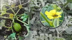 ಕಲ್ಲಂಗಡಿ ಹೂ ಪರಾಗಸ್ಪರ್ಷಕ್ಕೆ ಜೇನುನೊಣಗಳೇ ಇಲ್ಲ! ರಾಜ್ಯದ ಪ್ರಮುಖ ವಾಣಿಜ್ಯ ಬೆಳೆ ಸೊರಗಲು ಇದೇ ಕಾರಣ..