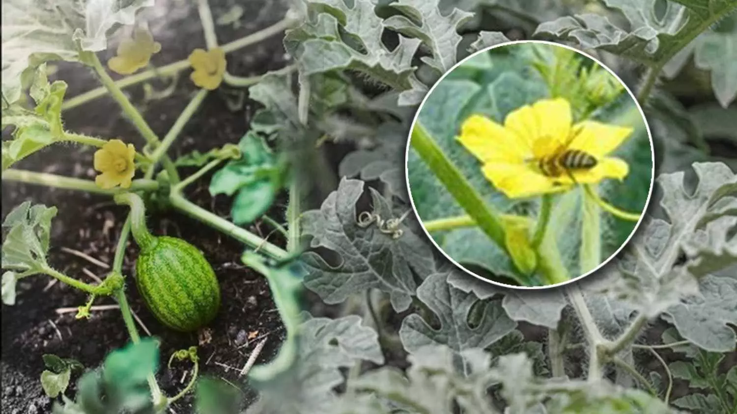 ಕಲ್ಲಂಗಡಿ ಹೂ ಪರಾಗಸ್ಪರ್ಷಕ್ಕೆ ಜೇನುನೊಣಗಳೇ ಇಲ್ಲ! ರಾಜ್ಯದ ಪ್ರಮುಖ ವಾಣಿಜ್ಯ ಬೆಳೆ ಸೊರಗಲು ಇದೇ ಕಾರಣ.. ಕಲ್ಲಂಗಡಿ ಹೂ ಪರಾಗಸ್ಪರ್ಷಕ್ಕೆ ಜೇನುನೊಣಗಳೇ ಇಲ್ಲ! ರಾಜ್ಯದ ಪ್ರಮುಖ ವಾಣಿಜ್ಯ ಬೆಳೆ ಸೊರಗಲು ಇದೇ ಕಾರಣ..