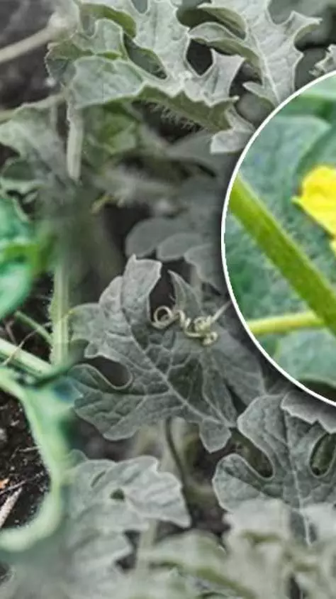 ಕಲ್ಲಂಗಡಿ ಹೂ ಪರಾಗಸ್ಪರ್ಷಕ್ಕೆ ಜೇನುನೊಣಗಳೇ ಇಲ್ಲ! ರಾಜ್ಯದ ಪ್ರಮುಖ ವಾಣಿಜ್ಯ ಬೆಳೆ ಸೊರಗಲು ಇದೇ ಕಾರಣ..