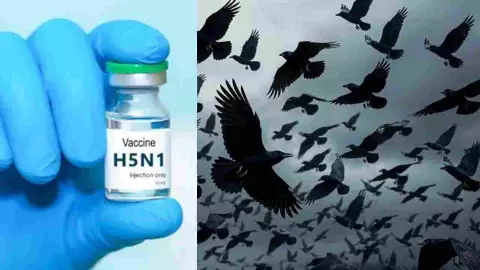 ತಮಿಳುನಾಡಿನಲ್ಲಿ ಹಕ್ಕಿ ಜ್ವರದ ಆತಂಕ: 1,500 ಕಾಗೆಗಳ ಹಠಾತ್ ಸಾವು, ರಾಜ್ಯಾದ್ಯಂತ ಹೈ ಅಲರ್ಟ್