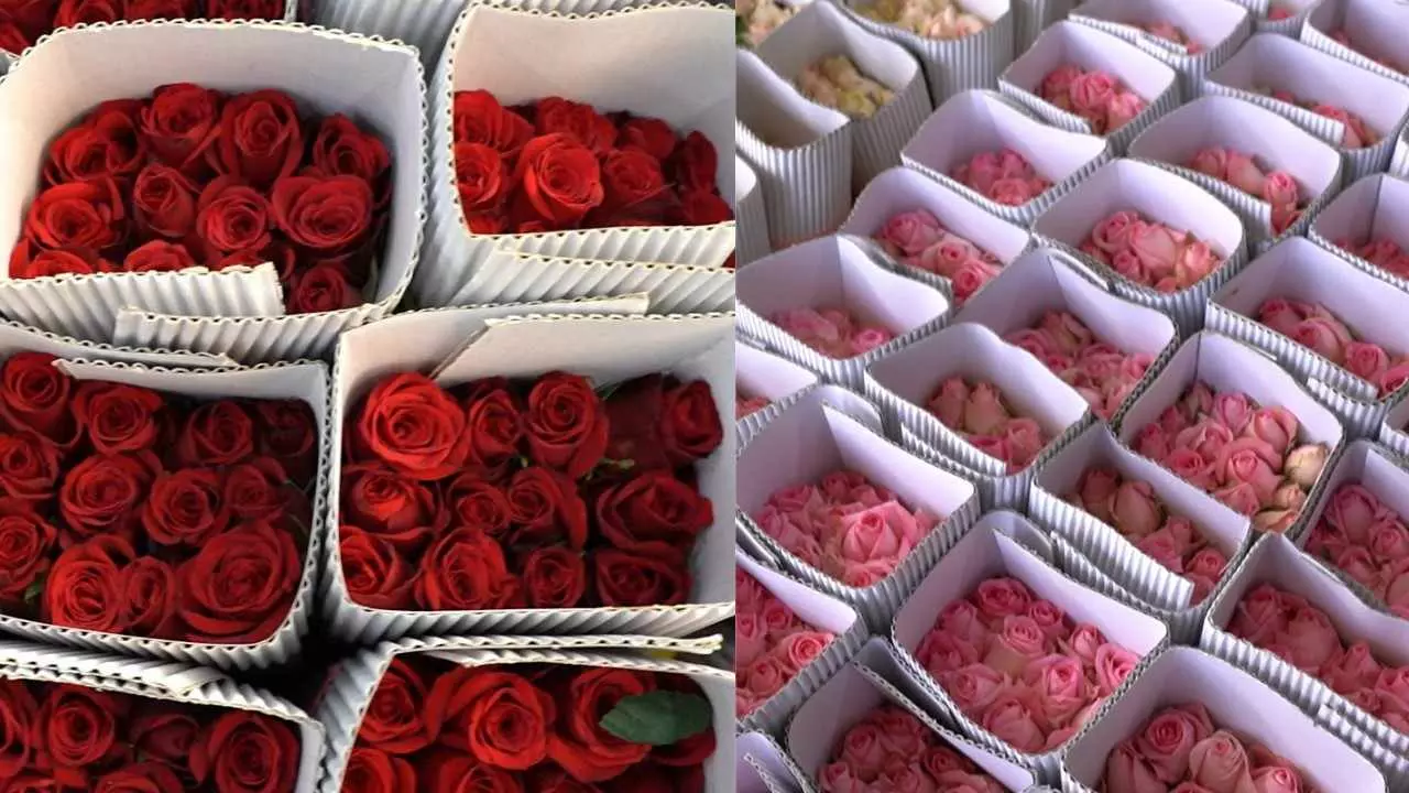 Valentines Day buzz: Bengaluru roses in huge demand in foreign markets