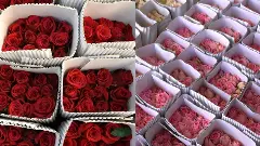 Valentines Day buzz: Bengaluru roses in huge demand in foreign markets