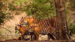 Save Tigers- Part 1| ಅರಣ್ಯ ಇಲಾಖೆ ಎಡವಟ್ಟು; ಸಂತಾನೋತ್ಪತ್ತಿ ಸಮಯದಲ್ಲೇ 27 ಹುಲಿಗಳ ಸೆರೆ