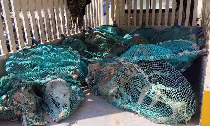 Stray Dog Adoption| ಸುಪ್ರೀಂ ಸೂಚನೆ ಪಾಲನೆ: ಬೀದಿ ನಾಯಿಗಳ ದತ್ತು ಸ್ವೀಕಾರ